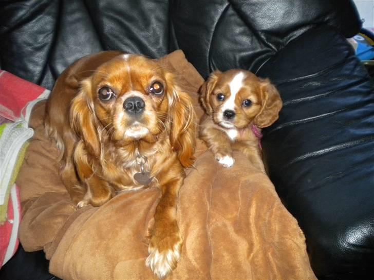 Cavalier king charles spaniel tulle - tulle skal helst side forst for at få den største opmærksomhed  billede 7