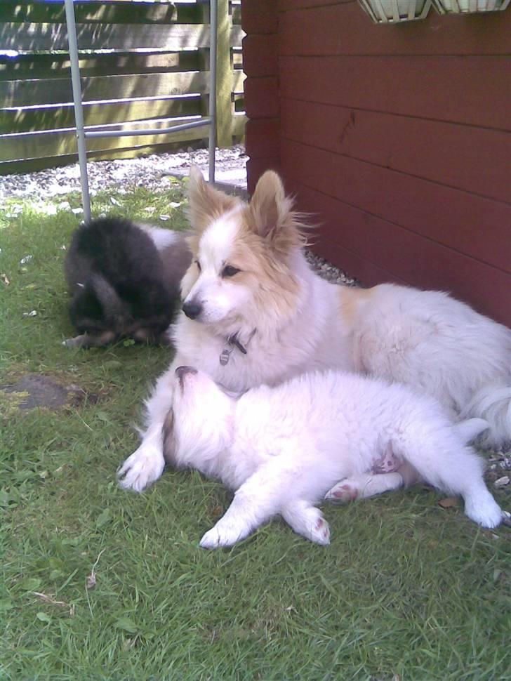 Norrbottenspids laika billede 8