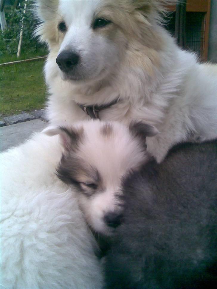 Norrbottenspids laika billede 9