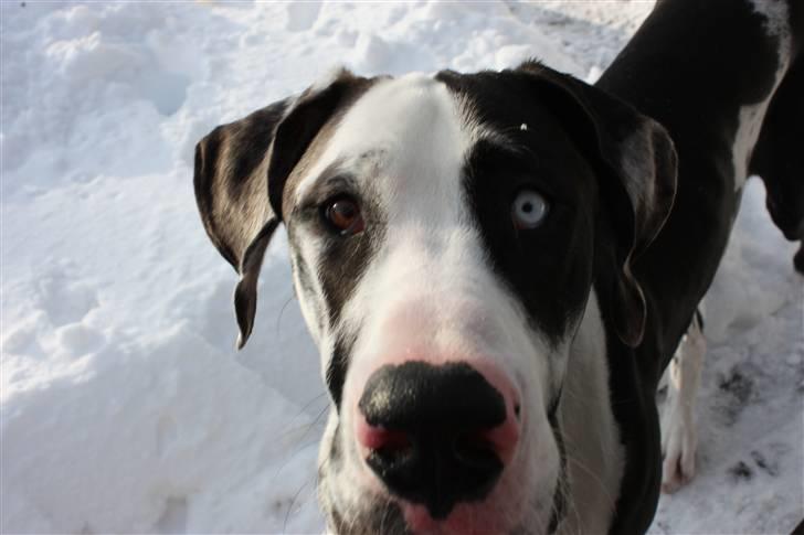 Grand danois Loke billede 9