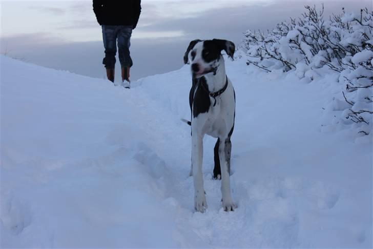 Grand danois Loke billede 10