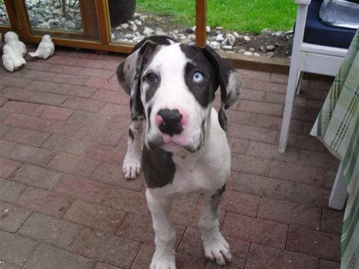 Grand danois Loke billede 11