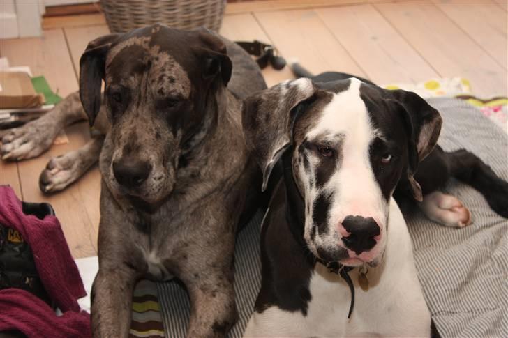 Grand danois Loke billede 12