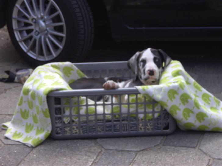 Grand danois Loke billede 13