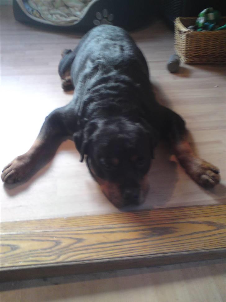 Rottweiler *blade* - gider du da ik snart stoppe med a tage billeder af mig når jeg sover ..GAB mor altså! billede 13