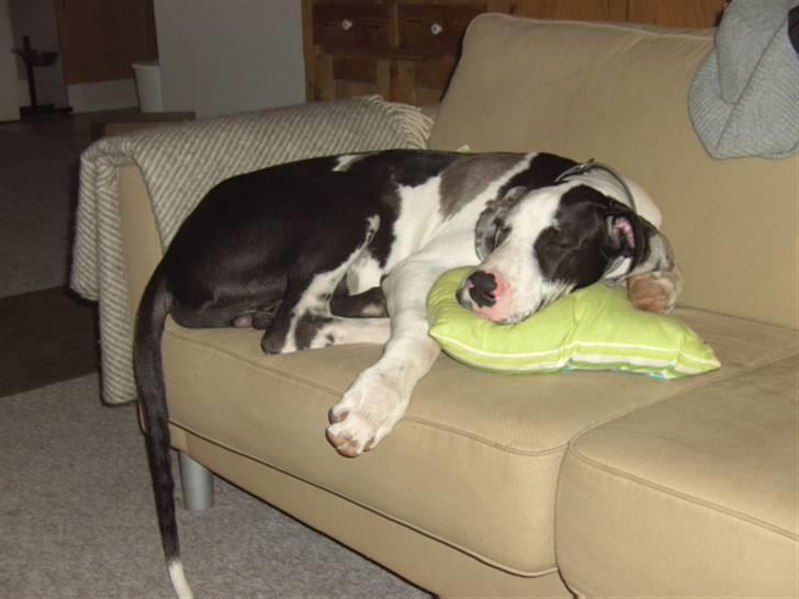 Grand danois Loke billede 14