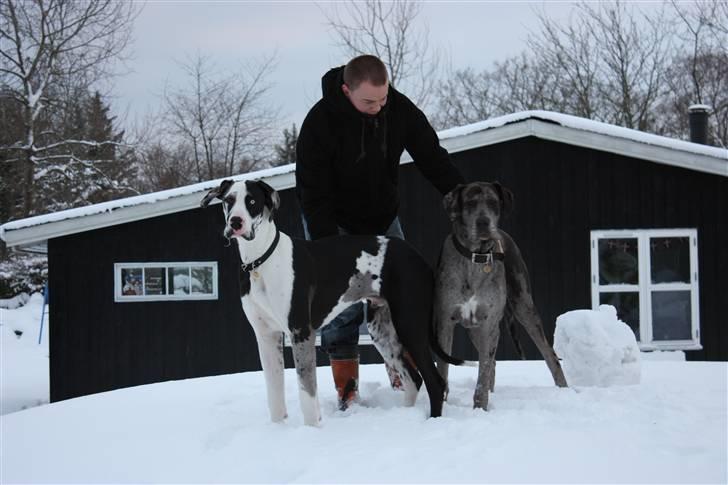 Grand danois Loke billede 15