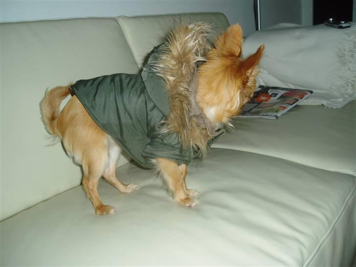 Chihuahua Lui billede 15