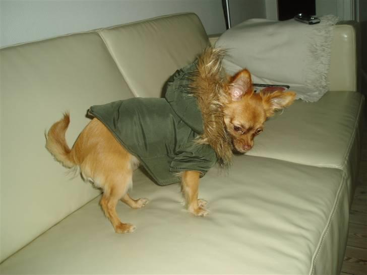 Chihuahua Lui billede 16