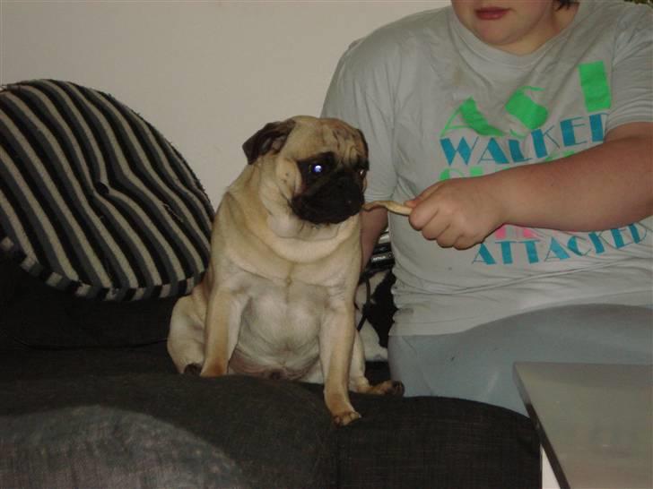 Mops Buller - Buller og min datter Nikoline billede 1