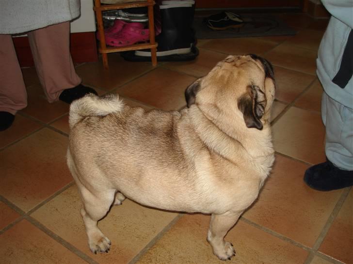 Mops Buller - Har du en godbid i hånden? billede 2