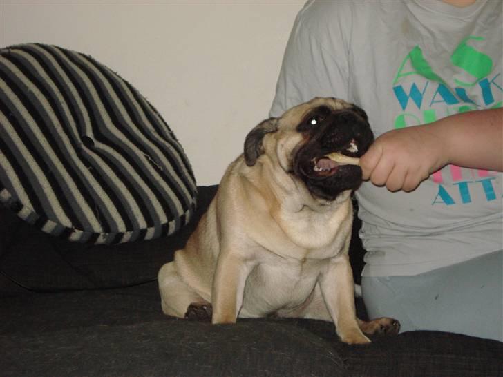 Mops Buller - Det er mit kødben.... billede 3