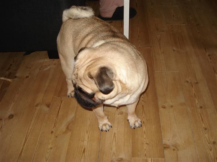 Mops Buller - Hvad sker der lige derovre? billede 4