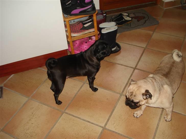 Mops Buller - Buller og Bella billede 5