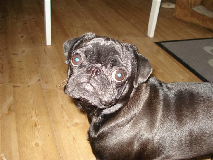 Mops Bella - Hvad har du i hånden? billede 2