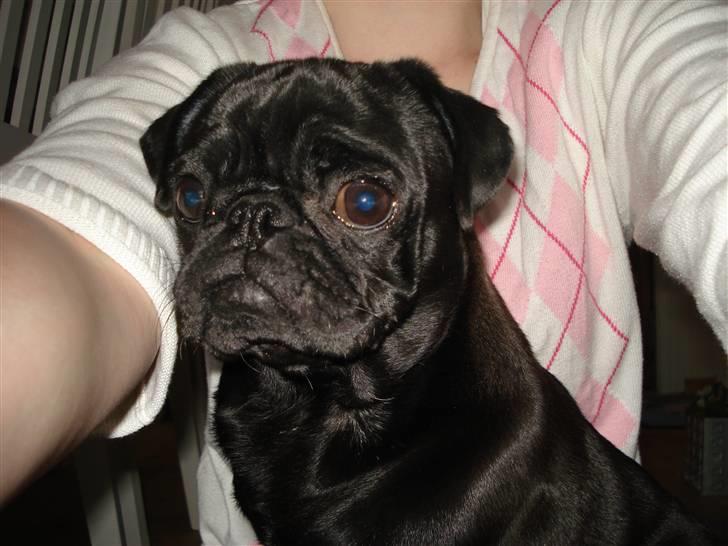 Mops Bella - Bella og min store datter Henriette billede 3