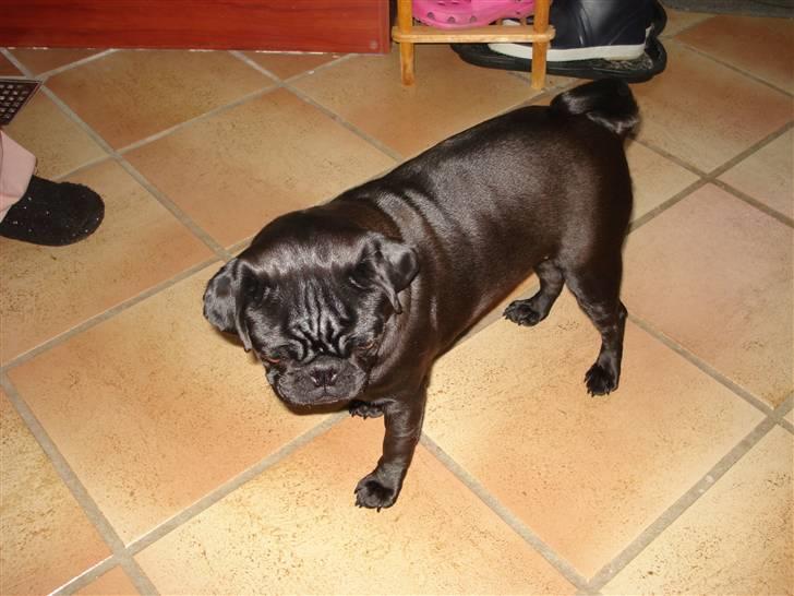 Mops Bella - Gider ikke stå stille. billede 4