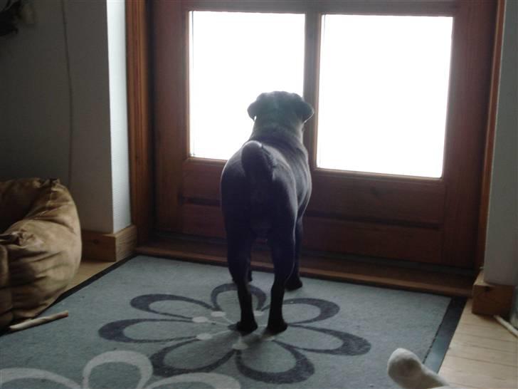 Mops Bella - Kigger ud i haven. billede 5