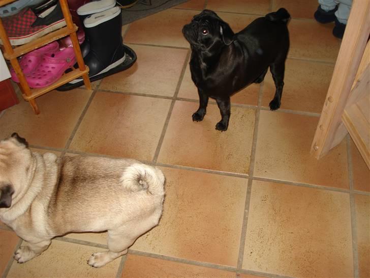 Mops Bella - Bella og Buller billede 6