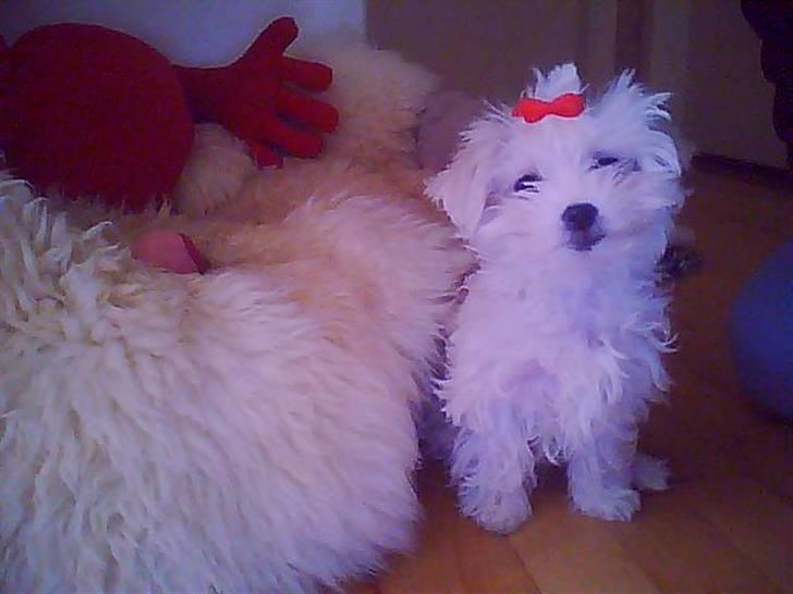 Malteser Molly - molly der smiler :) billede 6