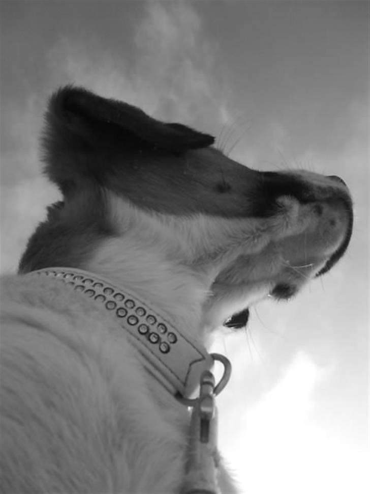 Blanding af racer Bella<3 - Ynglings billede<3 ;D billede 19