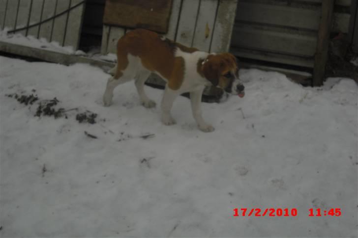 Blanding af racer Bella<3 billede 20