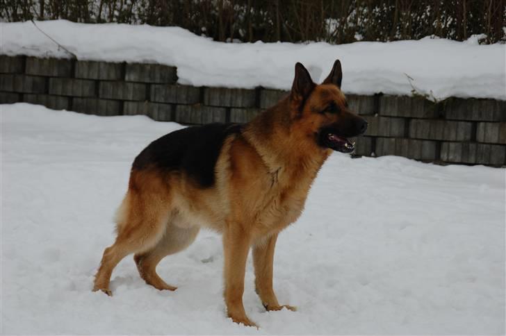 Schæferhund Largo - En dejlig dag ude i sneen :) billede 8