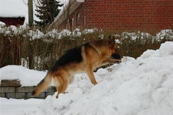 Schæferhund Largo billede 9