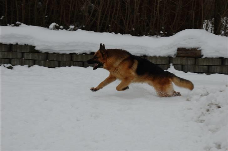 Schæferhund Largo billede 10