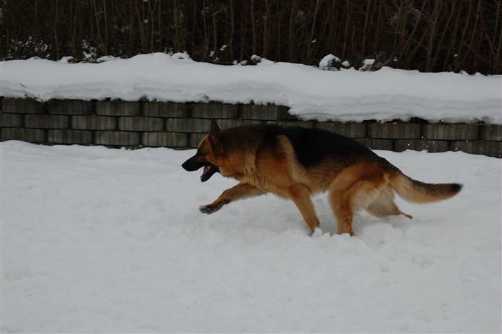 Schæferhund Largo - Smukke fyr ;D billede 11