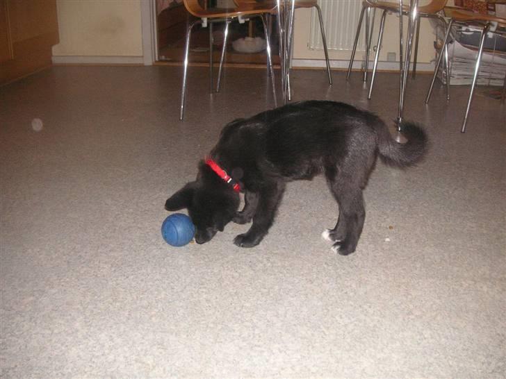 Norsk buhund Turbo Tesla - Tesla lurede hurtigt hvordan man får godbidder ud af sådan en bold billede 9