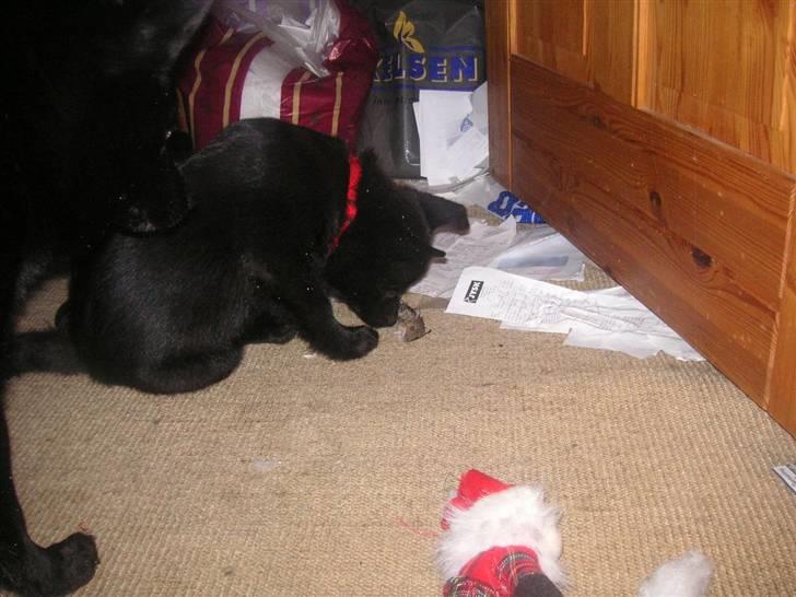 Norsk buhund Turbo Tesla - Tesla har fundet en mus i haven og ville studere den nærmere indenfor billede 8