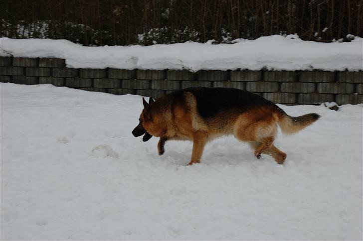 Schæferhund Largo billede 12