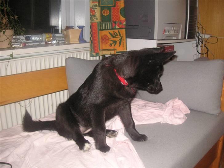 Norsk buhund Turbo Tesla - Så er hun blevet stor nok til at hoppe op i sofaen :-) billede 6