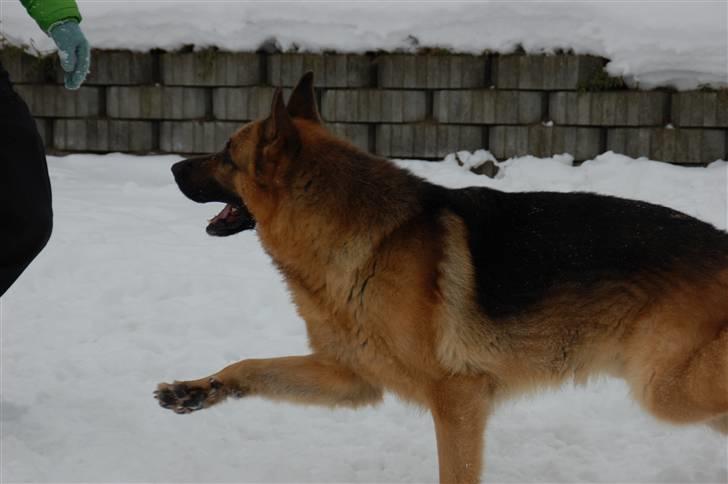 Schæferhund Largo billede 13