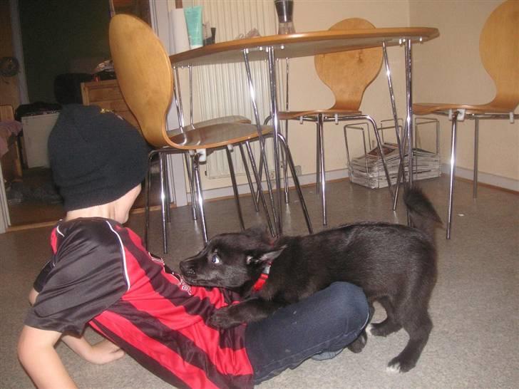 Norsk buhund Turbo Tesla - Tesla elsker børn. Specielt hvis de kommer ned på gulvet og leger med hende. billede 7