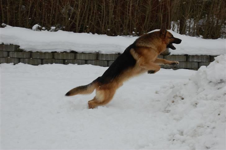 Schæferhund Largo billede 14