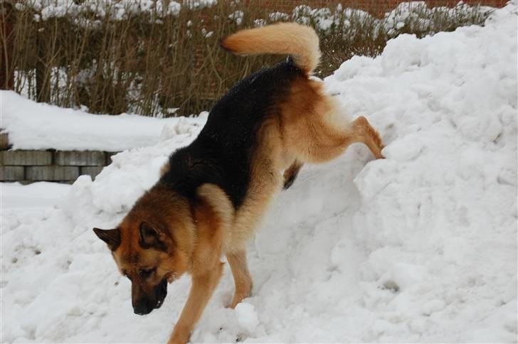 Schæferhund Largo billede 15
