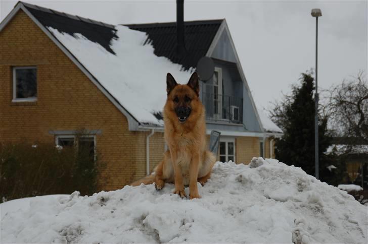 Schæferhund Largo billede 16