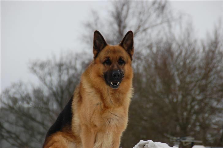 Schæferhund Largo billede 17