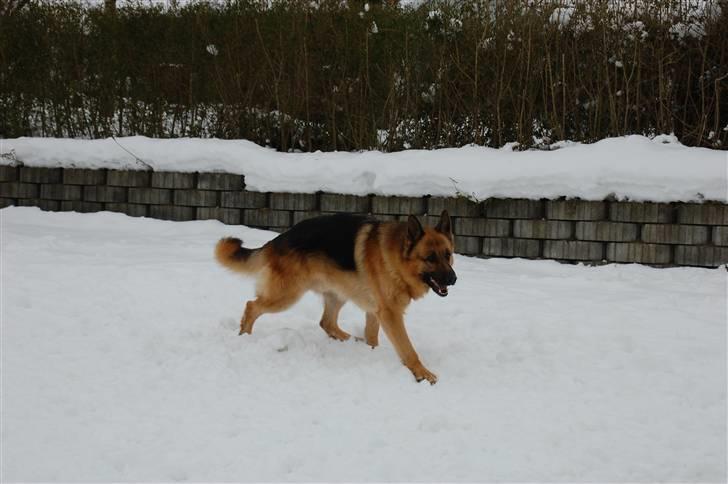 Schæferhund Largo billede 18