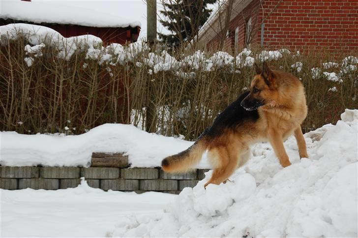 Schæferhund Largo billede 19