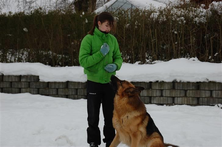 Schæferhund Largo billede 20