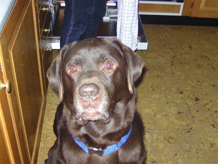 Labrador retriever Chako - Der er en hundekiks bag kamraet :) billede 1