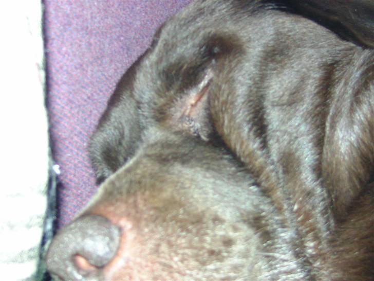 Labrador retriever Chako - Zzzz billede 2