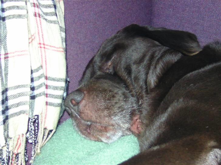 Labrador retriever Chako - Chako ligger og sover billede 3