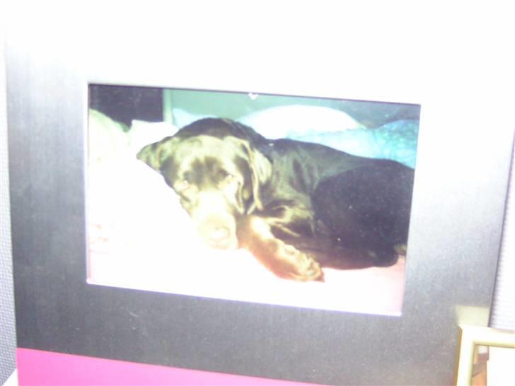 Labrador retriever Chako - Ik det bedste billede billede 4