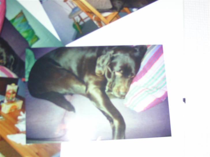 Labrador retriever Chako - Han elsker at ligge i sofaen. billede 5