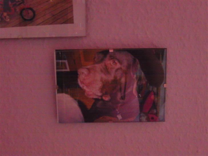 Labrador retriever Chako - ik det bedste billed.. billede 6