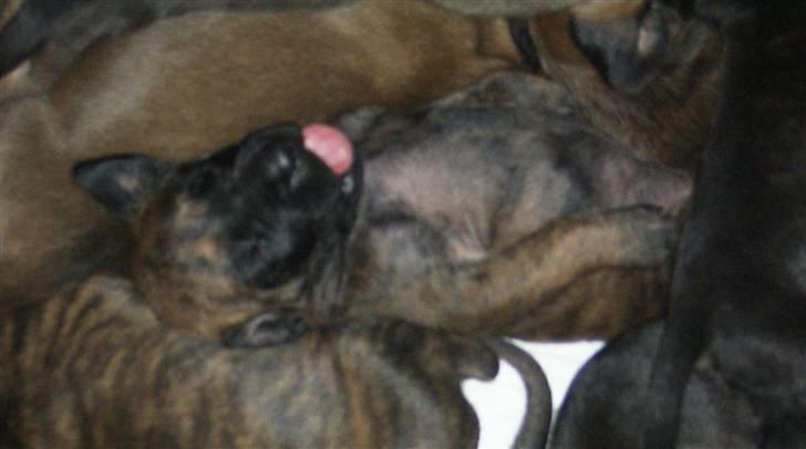 Grand danois Dronningmølles Hekla billede 1